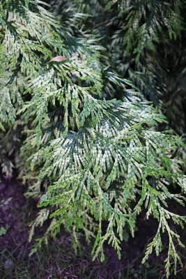 Thuja plicata 'Zebrina' - zerav obrovský 'Zebrina - jehličí